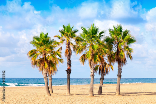 Palm trees grow on empty sandy beach © evannovostro