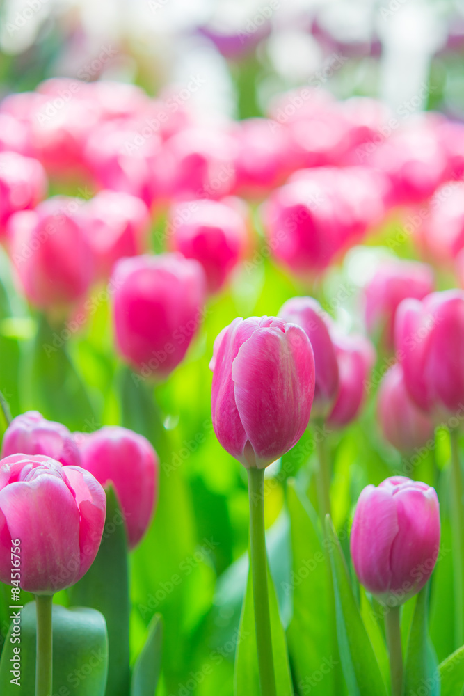 Fototapeta premium Beautiful colorful Tulip flower