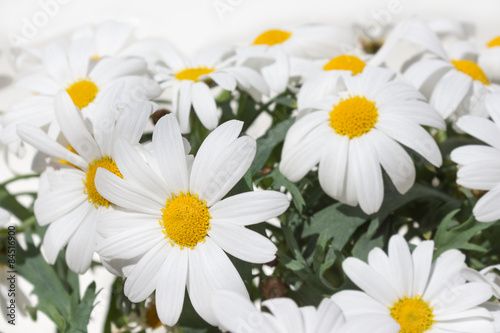 daisy flowers - spring blossom