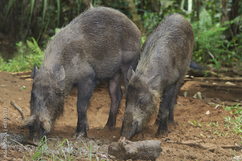 Bearded Pig - a species of wild boar from rain forests in Asia Bearded Pig - a species of wild boar from rain forests in Asia