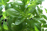 Basil leaf