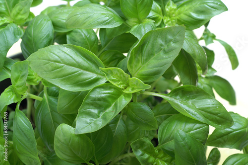 Basil leaf