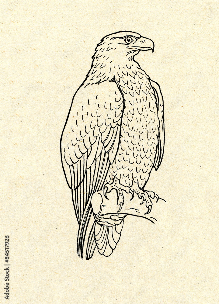 Obraz premium White-tailed eagle (Haliaeetus albicilla)