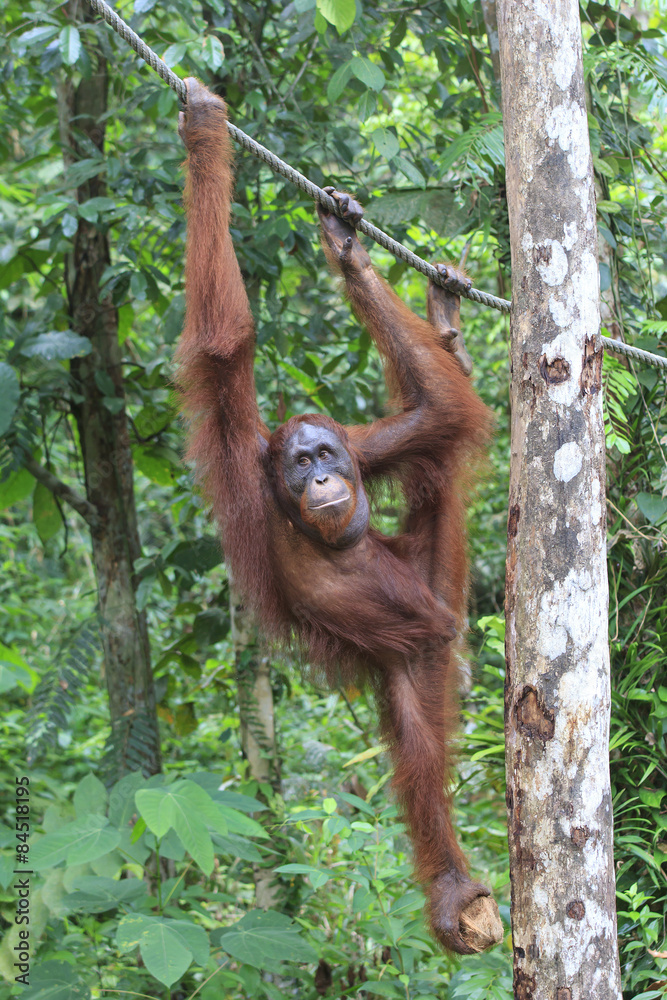 Naklejka premium Orangutan