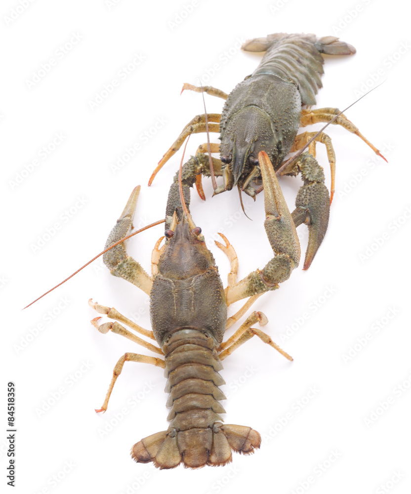 Two crayfishs. Two crayfishs.