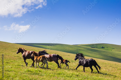 Gruppo di cavalli selvaggi al galoppo photo