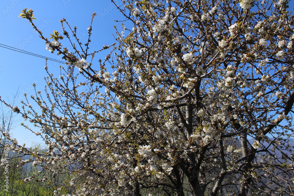 Peach Blossom, White Flower in Spring Peach Blossom, White Flower in Spring