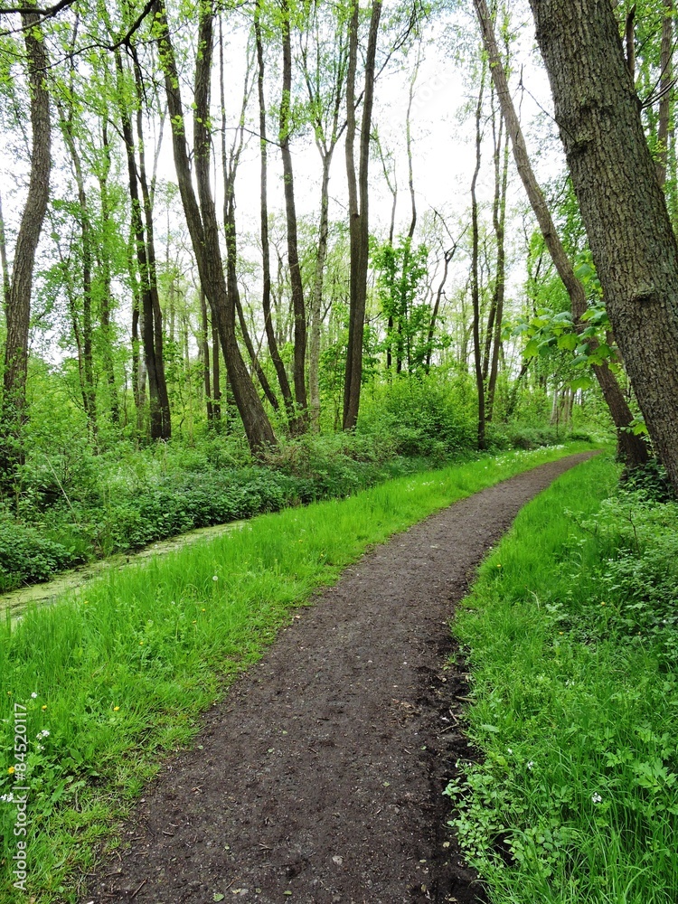 Fototapeta premium Weg am Burgsee Gadebusch
