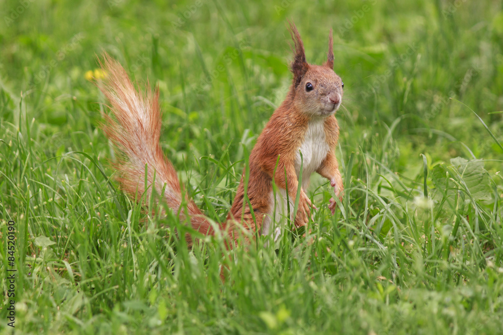 close up of squirrel in green grass close up of squirrel in green grass