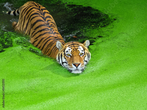 Tiger schwimmt beeindruckend im Wasser