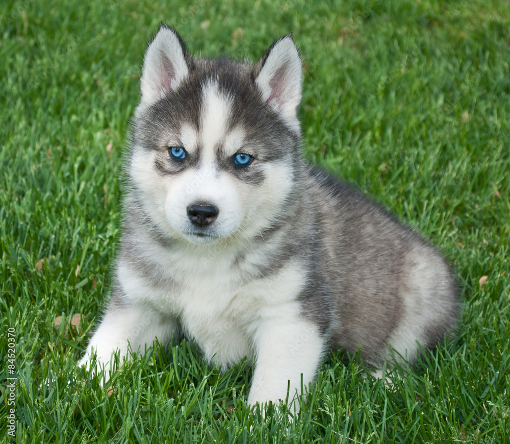 Husky Puppy Husky Puppy