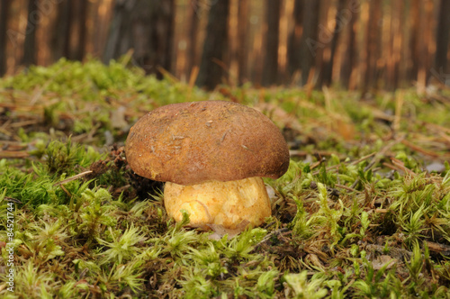 Suillus variegatus, called the velvet bolete or variegated bolete photo