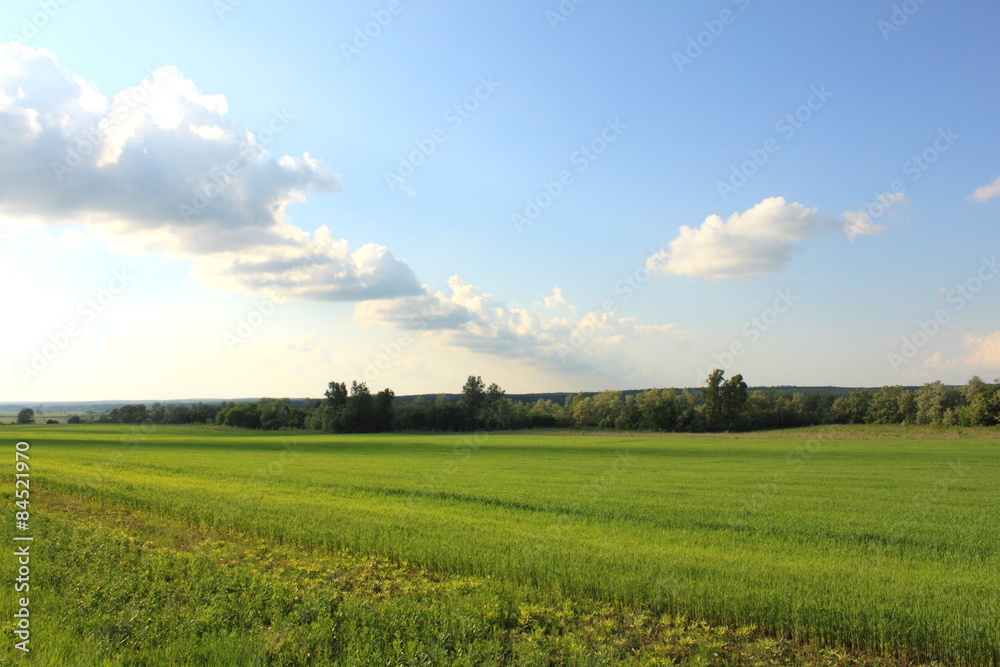 green field and blue sky, summer landscape