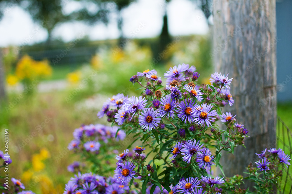 Obraz premium purple asters growing wild in a field
