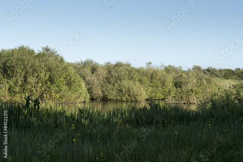 pond with green grass in wild landscape