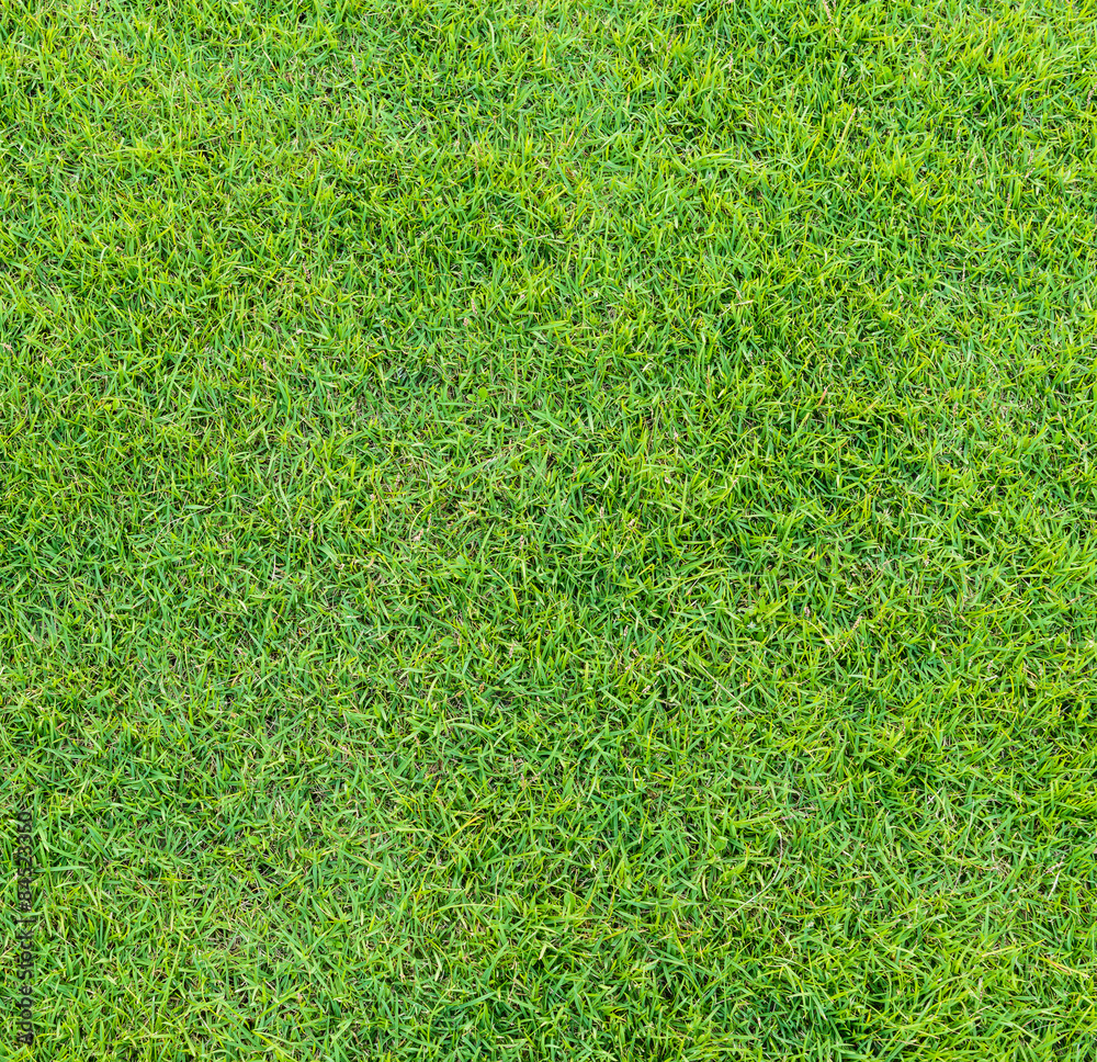 Fototapeta premium green grass pattern from golf course at sunset time