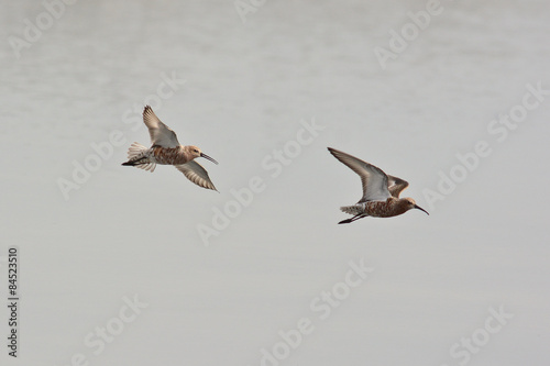 piovanelli (Calidris ferruginea) - coppia in volo