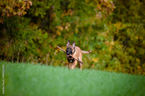 malinois puppy running outdoors