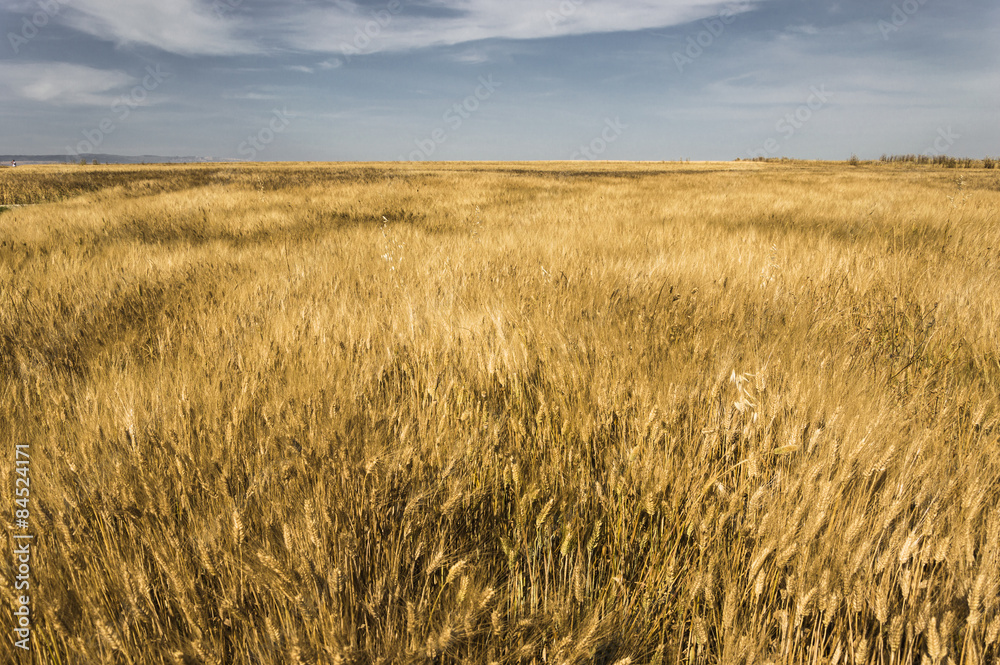 field of grain