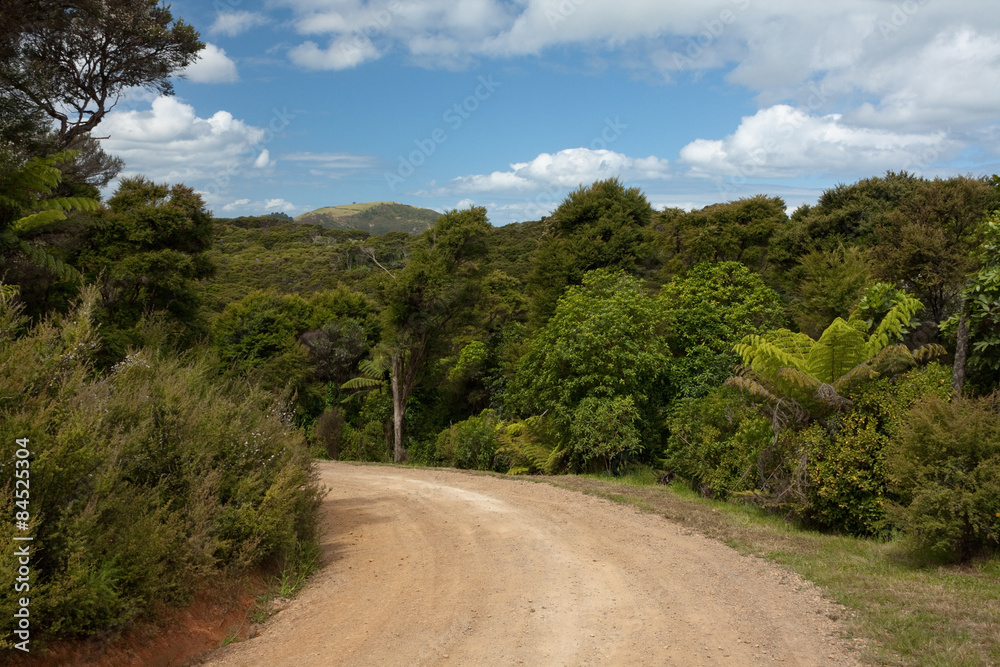 Dirt Road, Left Bend - Green lush trees and bushes along the road.