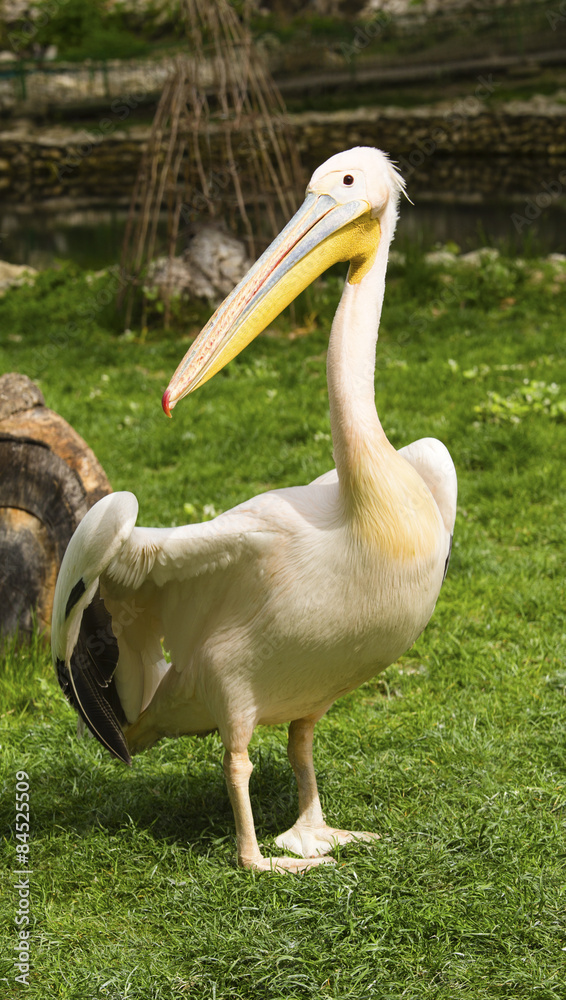 Naklejka premium Pelican in zoo