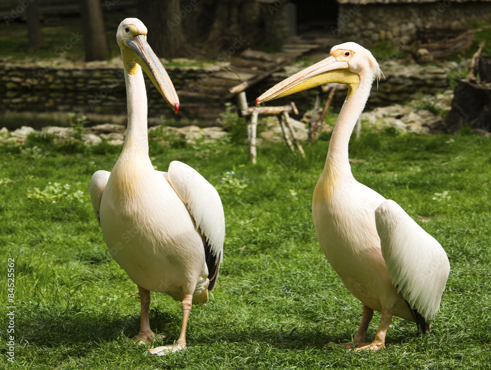 Pelicans in zoo