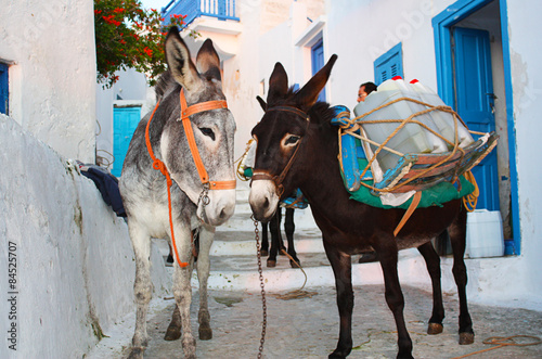 Obraz na plátně Two donkeys on a Greek island