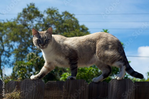 Canvas Print wild cat on fence looking at viewer
