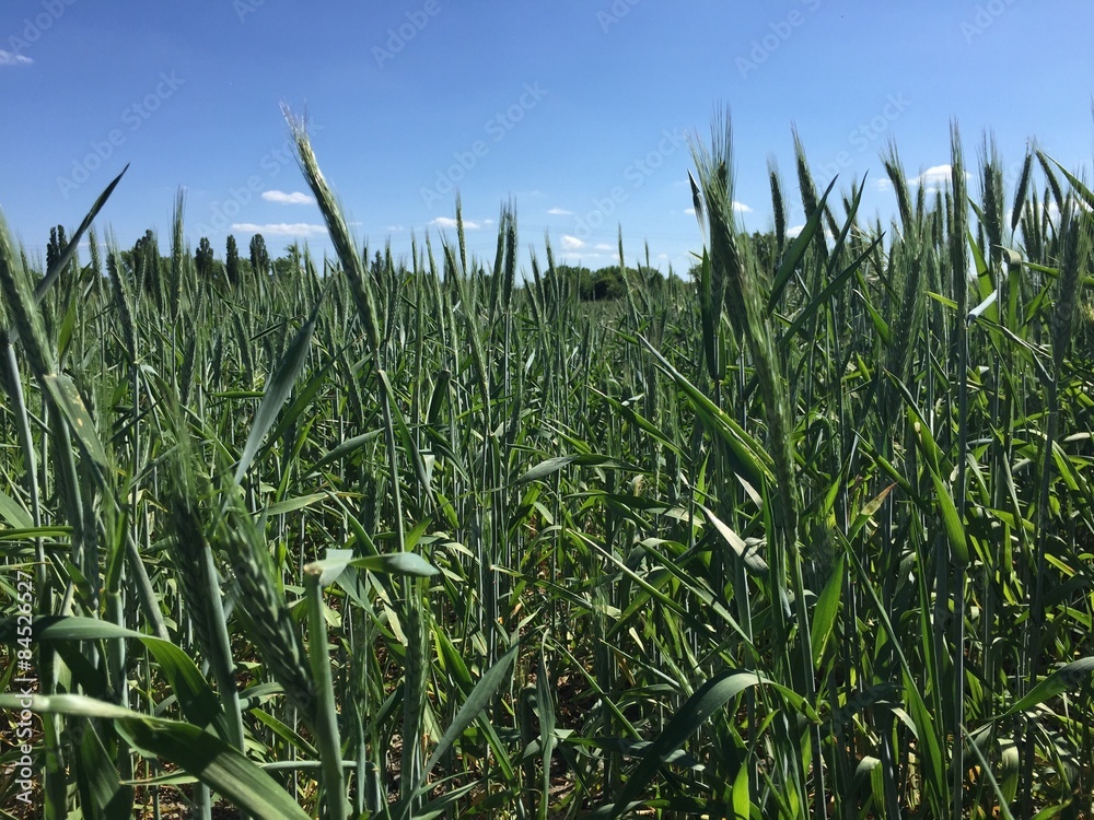 Fototapeta premium natur