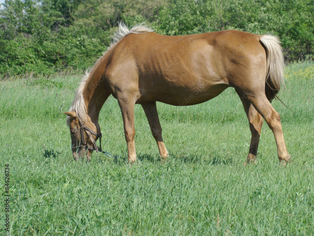 Fototapeta premium horse