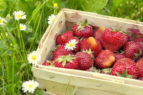 Fototapeta Naklejka Na Ścianę i Meble -  Strawberries in a basket on grass