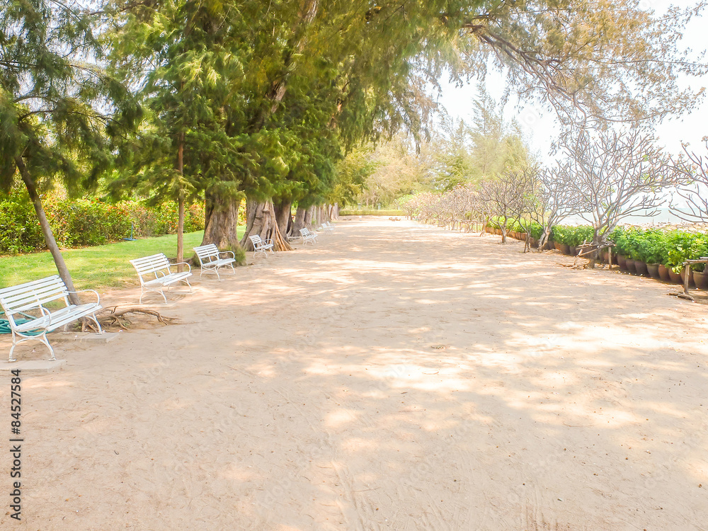 Beach Front under The Shadow of Big Tree