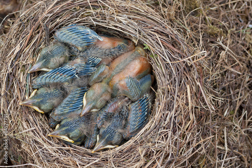 Lack of space in house - sleeping young birds (blackbirds) in the crowded nest (at home).