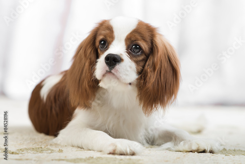 Fototapeta Naklejka Na Ścianę i Meble -  Cavalier King Charles Spaniel