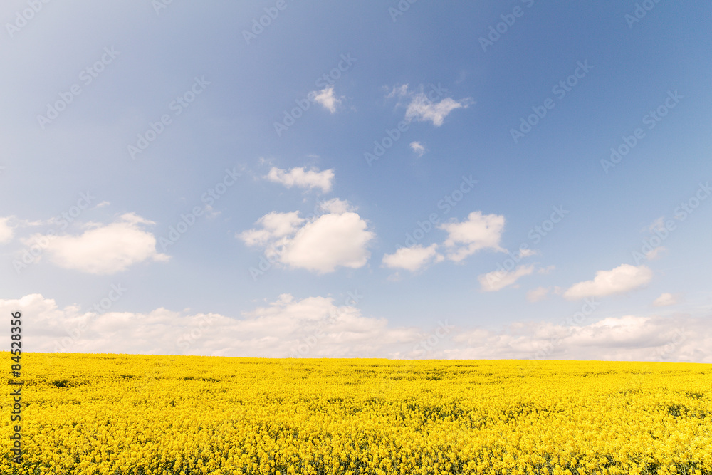 Amarillo y azul / Campo de colza cuajado de flores amarillas contra el cielo azul en un día radiante