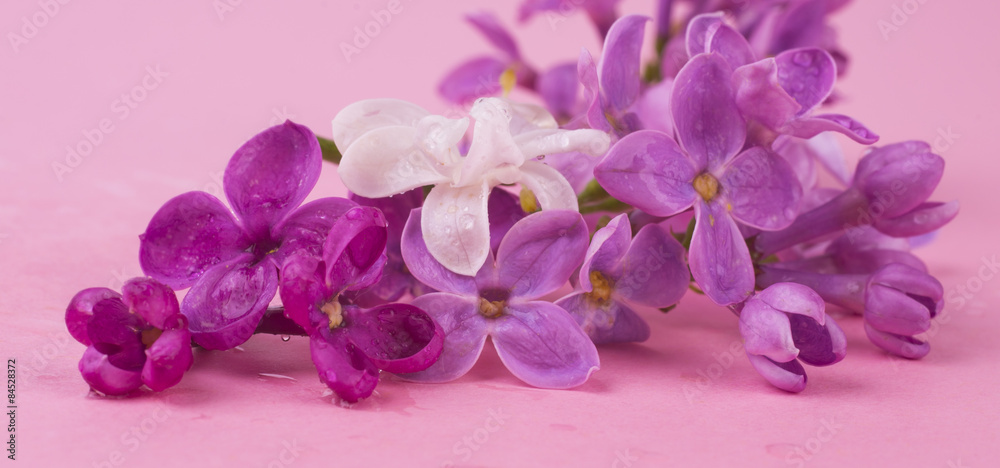 lilac