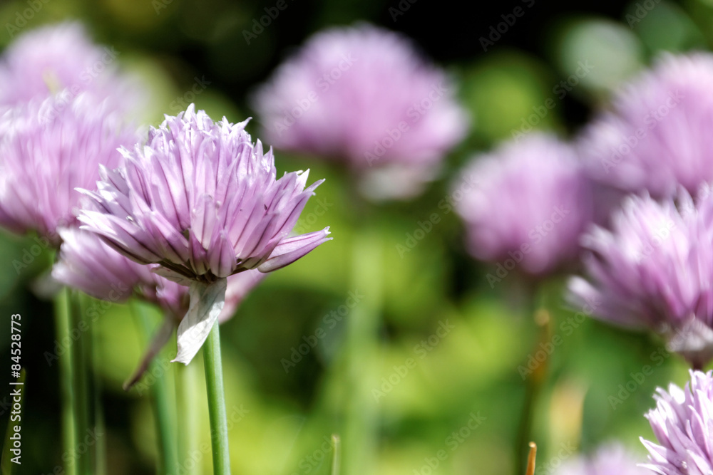 Obraz premium Schnittlauch