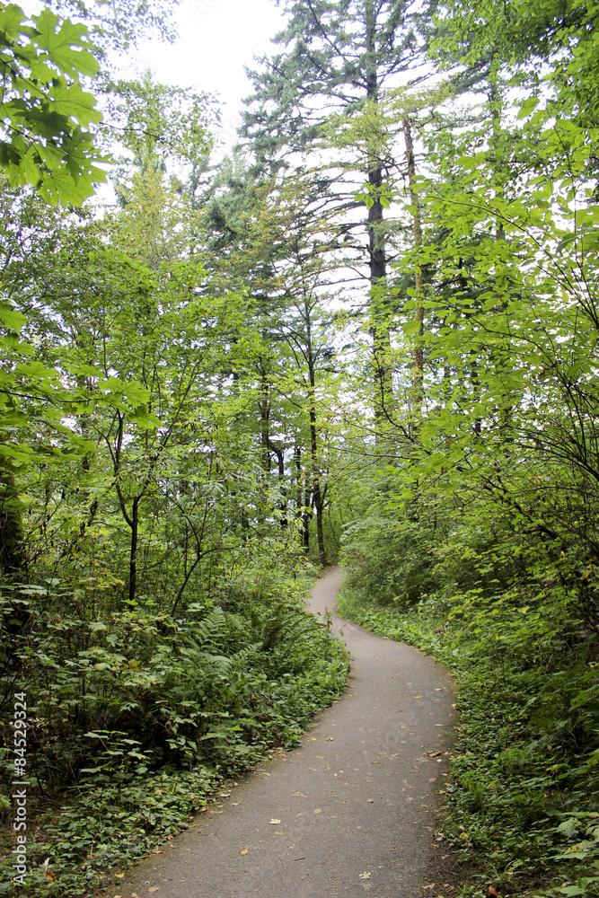 Fototapeta premium tree lined path