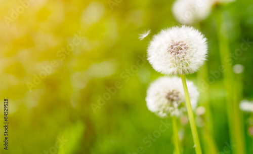 Dandelion on fresh green background