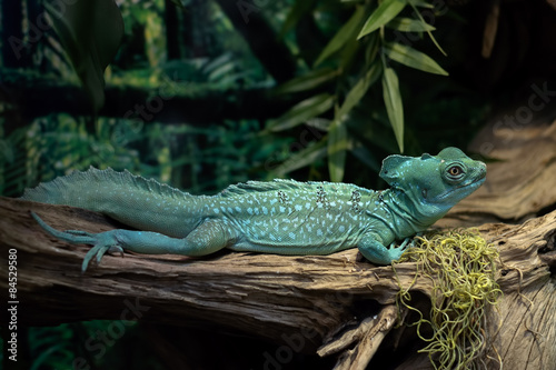 Green lizard on a tree branch.