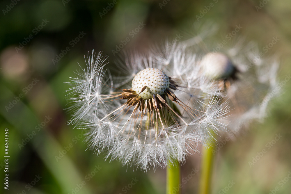 close up of Dandelion on background green grass close up of Dandelion on background green grass