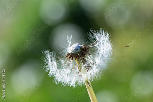 close up of Dandelion on background green grass