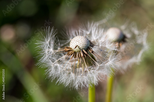 close up of Dandelion on background green grass