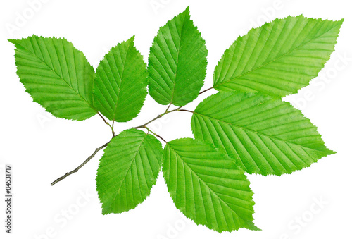 hornbeam twig isolated on white background