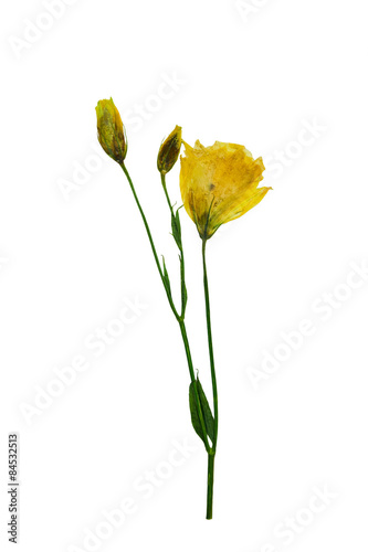 Fototapeta Naklejka Na Ścianę i Meble -  Pressed and dried yellow flower Eustoma. Isolated on white backg