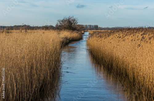 Water filled drainage dyke edged with Norfolk reeds under a blue