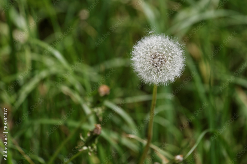 Dandelions among green grass