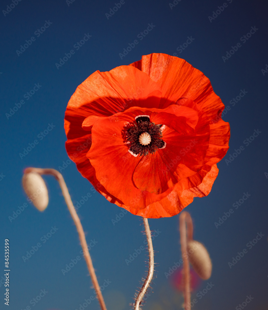 Obraz premium red poppy flower at summer meadow