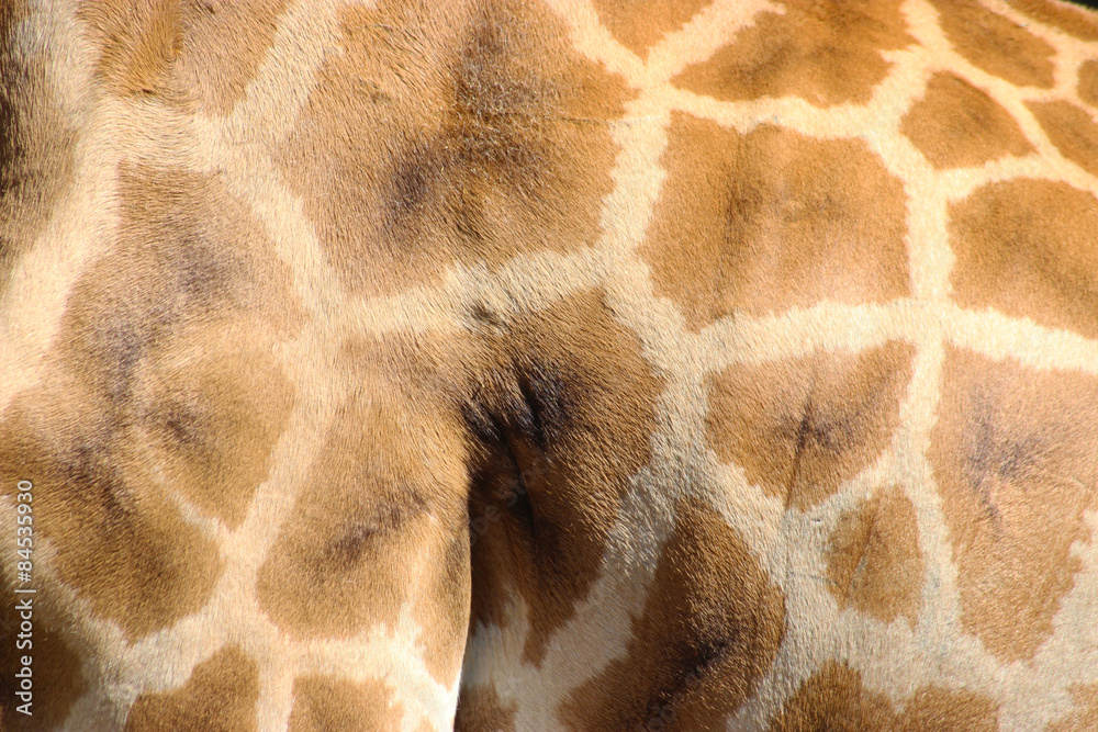 Fototapeta premium Giraffe Fur
