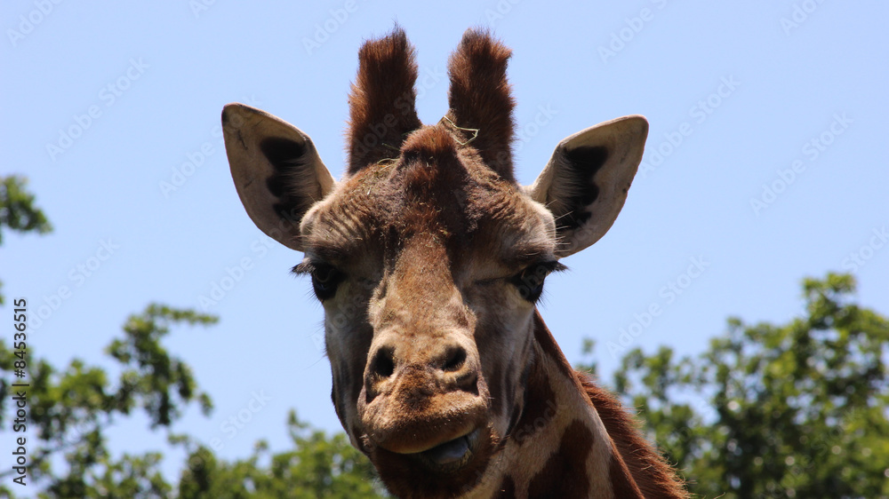 Fototapeta premium Giraffe head